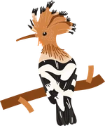 Illustration of a hoopoe bird
